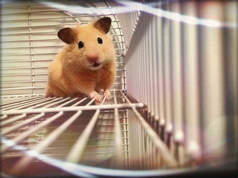 The 5 Most Popular Hamster Species Kept as Pets